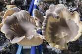 전남농기원, 지역 특화품목 ‘전복느타리버섯’ 연구 본격화