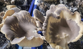 전남농기원, 지역 특화품목 ‘전복느타리버섯’ 연구 본격화