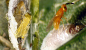 감귤 해충 잡는 ‘기생좀벌’ 본격 보급