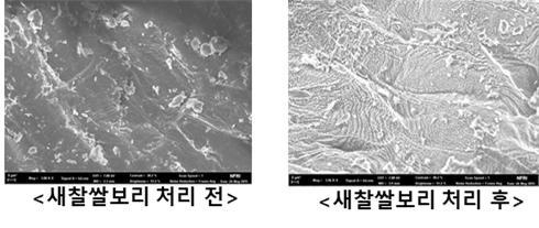 플라즈마 처리 전후 종자표면 형태