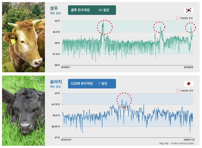 국내외 소 코로나바이러스성 질병 조기감지 사례