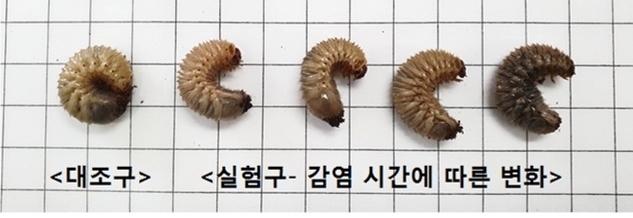 세균병(물렁물렁병)에 감염된 애벌레 증상변화 (사진 좌측 1번째 무감염, 좌측 2번째부터 우측으로 감염에 따른 증상변화)