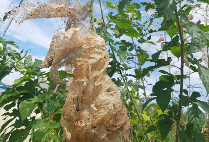 유충의 집단서식