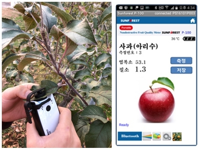 근적외선 측정기로 사과나무 영양상태를 진단하고 진단한 값을 모바일을 통해 바로 확인이 가능하다
