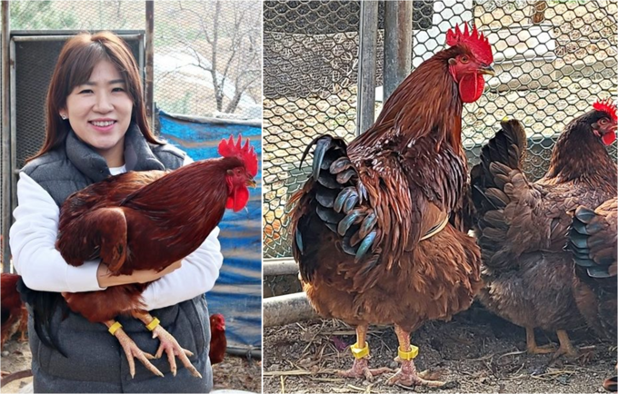 유라이크코리아 김희진 대표가 세계 최초로 닭 전용 라이브케어 서비스를 개발했다.