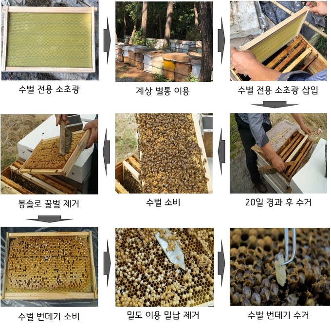 수벌 번데기 채집과정