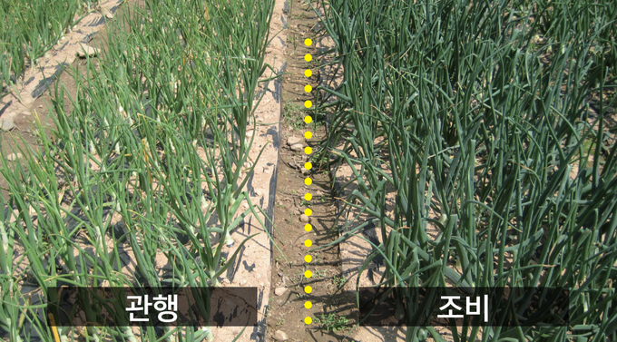 스피드NK 작물효과 - 양파
