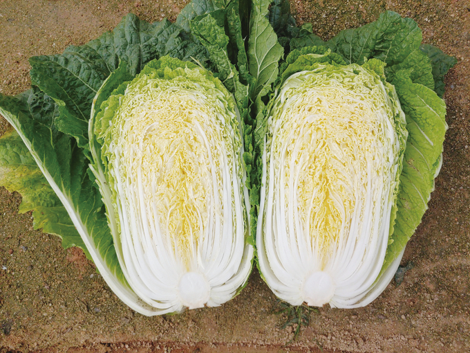  농우바이오의 ‘청명가을’