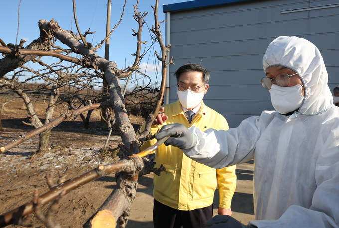 농촌진흥청은 지난 11일 충남 천안시 직산읍 배 과수원에서 과수화상병 궤양 제거 현장 연시회를 진행했다.