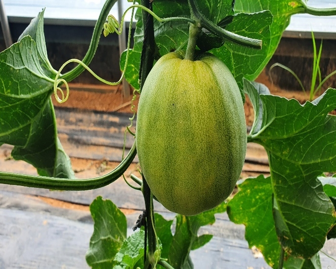 아시아종묘 사과참외 신품종인 ‘아시아그린’