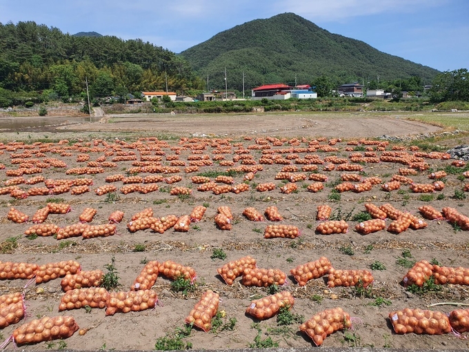 김해 땡큐볼 