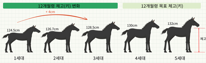 ‘국내산 승용마’ 12개월령 체고(키) 개량 변화