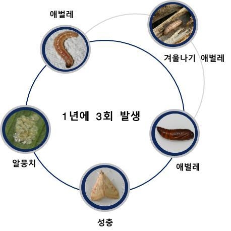 <strong>조명나방의 생활사</strong>