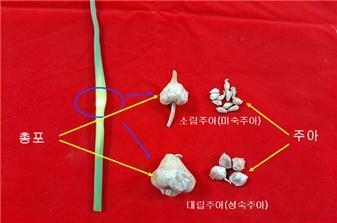 <strong>품종별 마늘 주아(으뜸눈) 비교</strong>