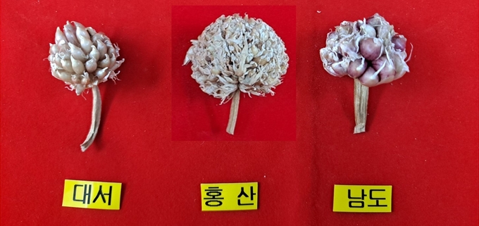 <strong>품종별 마늘 주아(으뜸눈) 비교</strong>
