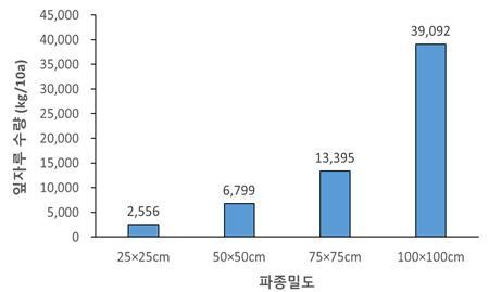 <strong>통채루 품종의 씨고구마 심는 간격에 따른 잎자루 수량(하우스 재배(’23))</strong>