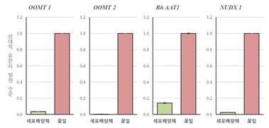 향기 장미 계통 ‘15R-12-2’ 꽃잎과 여기서 얻은 세포 배양체의 향기 유전자 4종 발현 비교