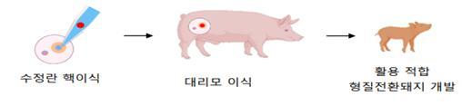 <strong>체세포 핵이식을 통한 형질전환 돼지 생산 방법</strong>