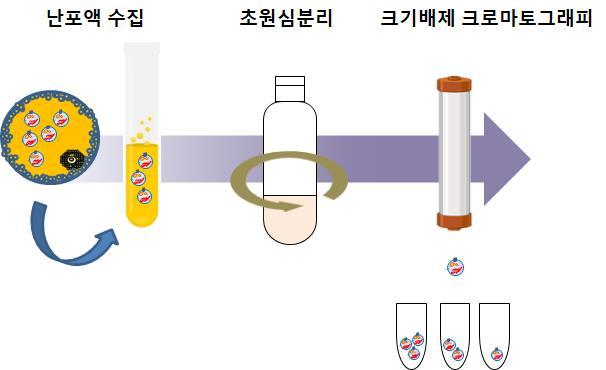 <strong>돼지 난포액 유래 엑소좀 추출 방법</strong>