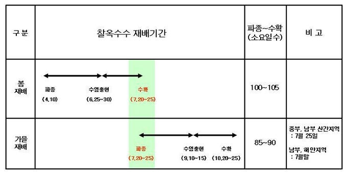 <strong>찰옥4호’(중만생종) 가을 재배 기간(2023년, 전주)</strong>