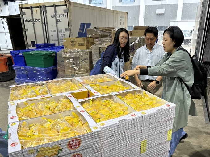 <strong>CA선박기술 적용 싱가포르 수출 참외 현지 도착</strong>