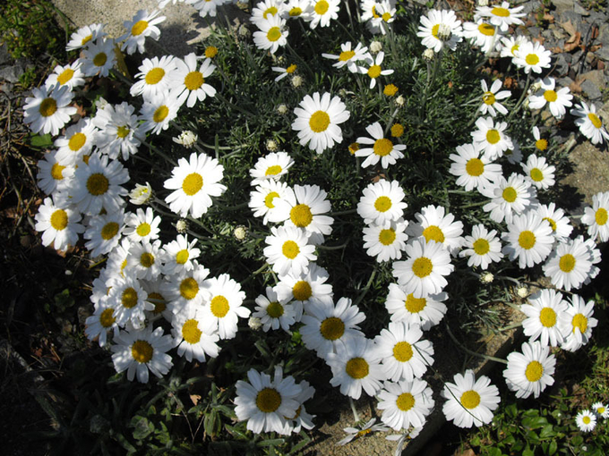 로단세멈호스마리엔세(Rhodanthemum hosmariense, 국화과)