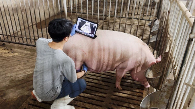 <strong>어미돼지 임신 판정을 위한 초음파 영상 촬영 모습</strong>