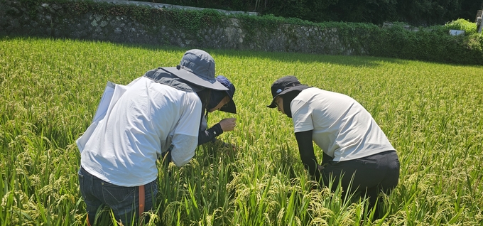 사진은 전남 고흥 벼멸구 예찰 현장
