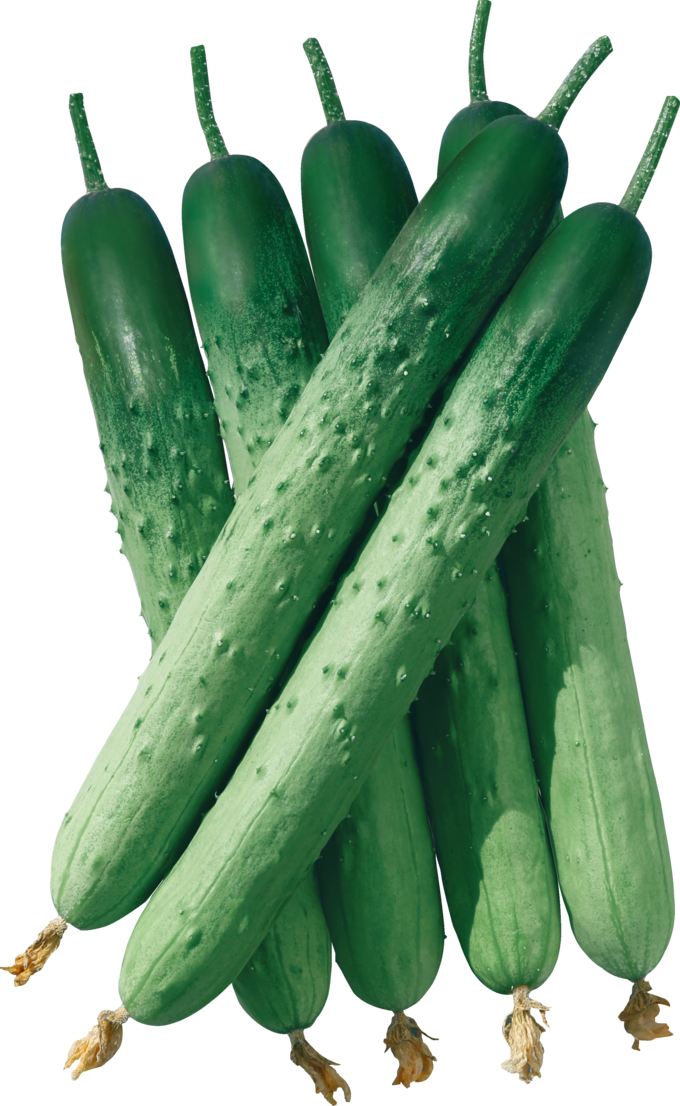 동오시드 <strong>‘PMR천리향백다다기’</strong> 