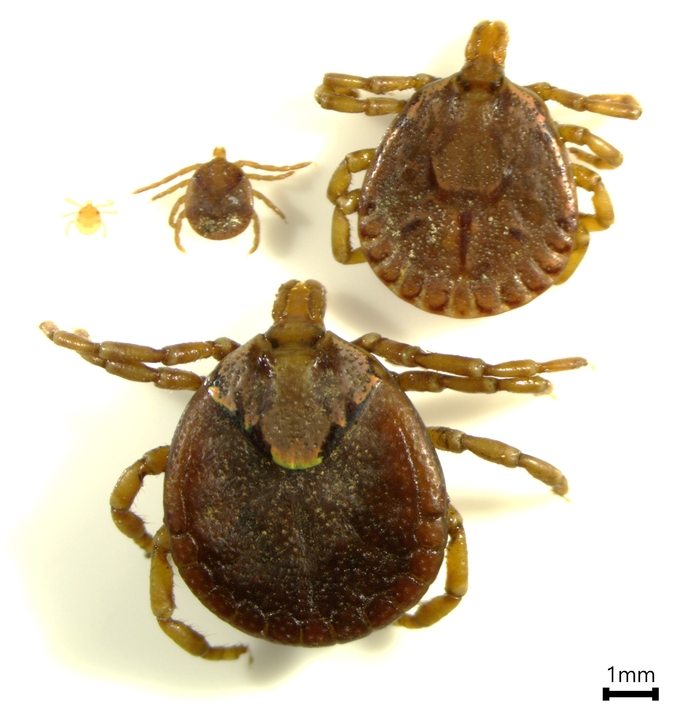 뭉뚝참진드기(Amblyomma testudinarium)