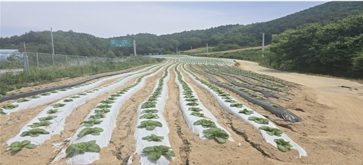 <strong>‘흑백 이중멀칭 비닐’을 덮은 배추 재배지 모습</strong>