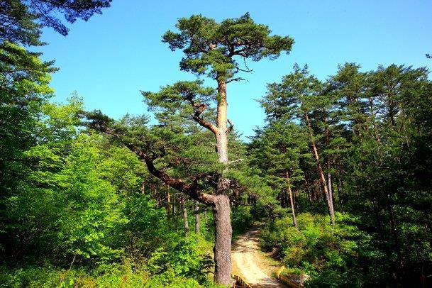 금강송 군락지 (경북 울진군 금강송면 대광천길 81)