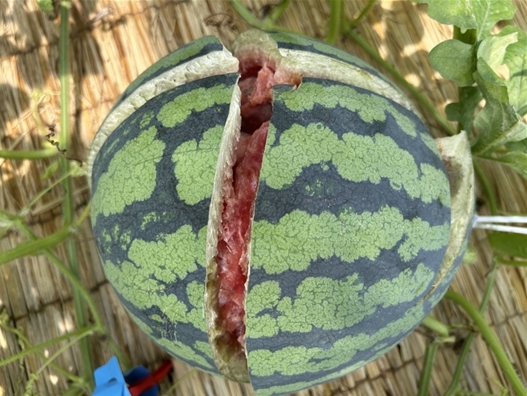 <strong>수박 열매터짐(열과)</strong>