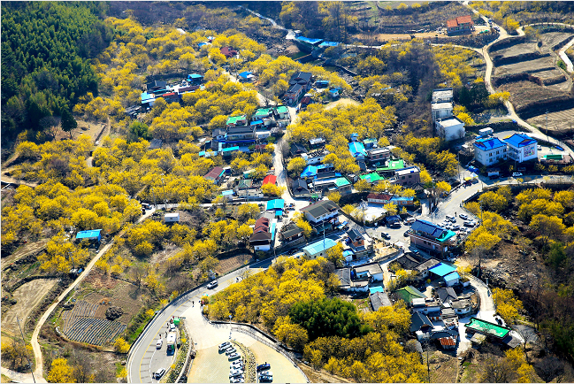 구례 산수유 농업