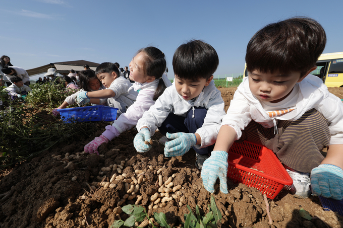 <strong>어린이 초청 고구마·땅콩 수확 체험행사</strong>