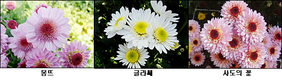 ‘몽뜨·글라쎄·사도의 꽃’ 국화 신품종