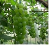 포도알이 굵은 청포도 ‘그린킹’ 육성