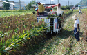 ‘수수’ 수확·탈곡 기계화시대 열어