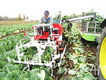 능률 4배 향상 ‘양배추 수확기’ 개발
