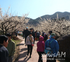 광양 매화문화축제