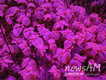 일조량 부족 대비 ‘LED’ 재배기술 개발 본격화