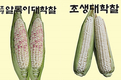제일종묘농산, ‘조생 대학찰옥수수’ 개발 성공