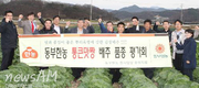 동해·뿌리혹병 적은 ‘통큰맛짱배추’