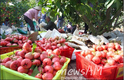 중국 산시성, 사과·키위 등 과수산업 메카로