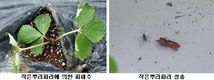 딸기 정식 전 ‘작은뿌리파리’ 퇴치