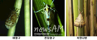 벼 비래해충 최근 5년새 최다 발생 우려
