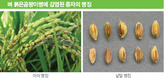 [기고]벼 붉은곰팡이병 발생과 피해