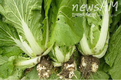 배추 등 십자화과 작물 뿌리혹병 발생