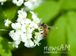 네오니코티노이드 꿀벌독성농약  EU‘사용규제’ 조치가속화