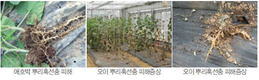[기고]뿌리혹선충, 작물 생산량 좌지우지…땅속의 적